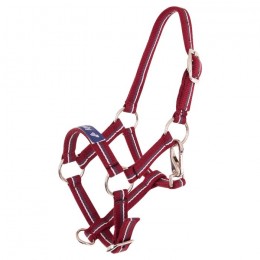 Premiere Halter Foal Fun