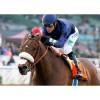 Flair Equine Nasal strips