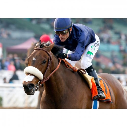 Flair Equine Nasal strips