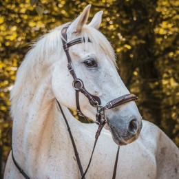 F.R.A. Hackamore Bridle Calli