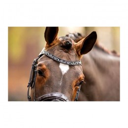 HB Showtime Bridle Great Escape