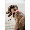 Kentucky Dog collar Jacquard