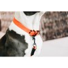 Kentucky Dog Collar Soft Rubber