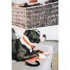 Kentucky Dog Collar Soft Rubber