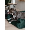 Kentucky Dog Bed Velvet