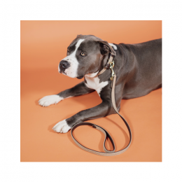 Kentucky Dog Lead Plaited Nylon