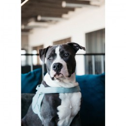 Kentucky Dog Harness Body Safe Wool