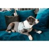 Kentucky Dog Harness Body Safe Wool