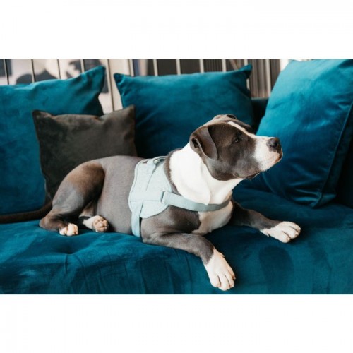 Kentucky Dog Harness Body Safe Wool