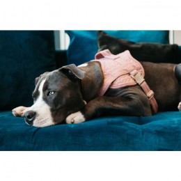 Kentucky Dog Harness Body Safe Wool