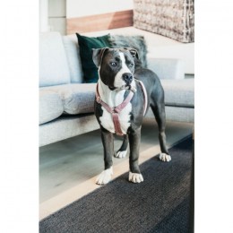 Kentucky Dog Harness Loop Velvet