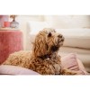 Kentucky Dog Bed Pillow Velvet