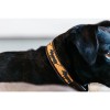 Kentucky Dog Collar Handmade pearls