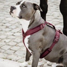 Kentucky Dog Harness Active Velvet
