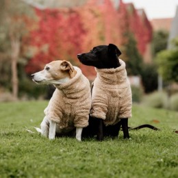 Kentucky Dog Sweater Teddy Fleece