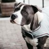 Kentucky Dog Coat Waterproof 160g Dusty Blue