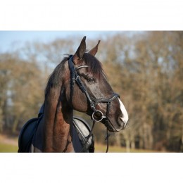 HorseGuard Bridle Level