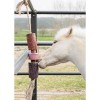 Grooming Deluxe Wooden Relax Horse Toy Salt Stone Sammy