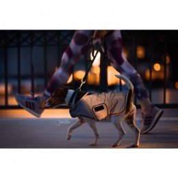 Kentucky Dog Rug Reflective