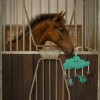 QHP Horse Toy Novy