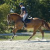 Kavalkade Maximus riding boots