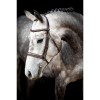 Montar bridle Hunter