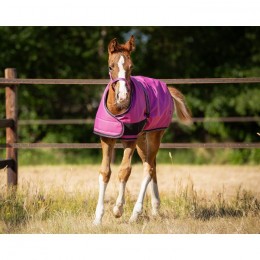 QHP SS'24 Foal Rug Turnout Collection