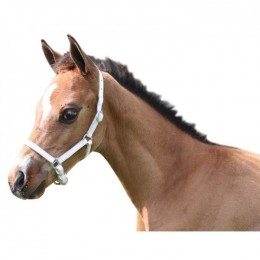 HB Leather Foal Halter