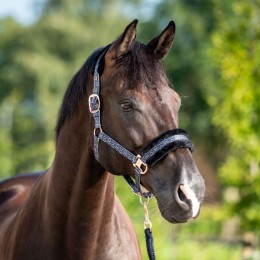 HB Showtime Pioneer Halter Set