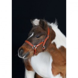 HB Showtime Leather Halter Little Sizes Cognac