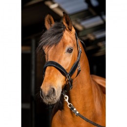 HB Showtime Halter Wisconsin