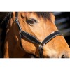 HB Showtime Halter Wisconsin