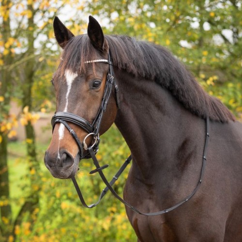 Q-essentials Bridle Sunset