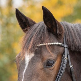 Q-essentials Bridle Sunset