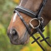 Q-essentials Bridle Sunset
