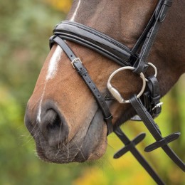 Q-essentials Bridle Sunset