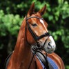 Passier Starlight bridle