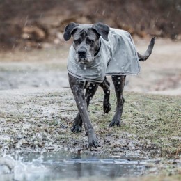 Kentucky Dog rain coat