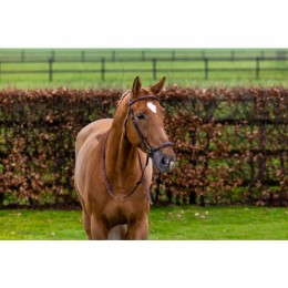 Trust Barcelona bridle dropped noseband