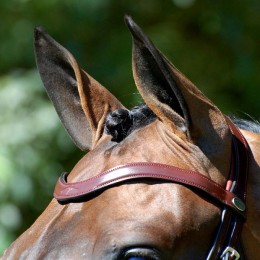 Dyon medium crank snaffle bridle flash noseband