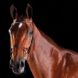 Collegiate ComFiTec Crystal Bridle