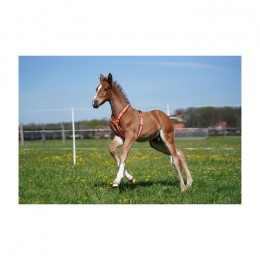 Sprenger Foal Harnas