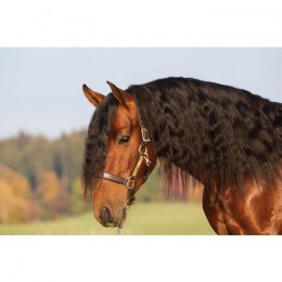 Amigo padded Leather Halter