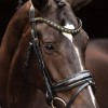 HB Showtime Bridle Las Vegas