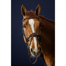 Dyon Anatomic Flash Noseband Bridle D Collection