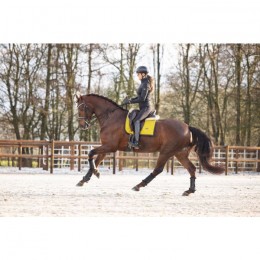 Equestrian Stockholm x HypoStore Golden Night Dressage Saddle Pad