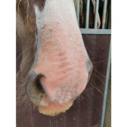 Equi Sunblock cream SPF30 150g