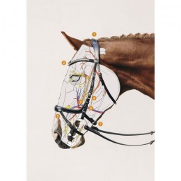 Schockemöhle Bridle Equitus Omega