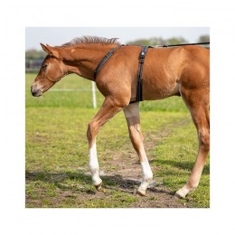Sprenger Foal Harnas