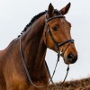 Trust Geneva bridle